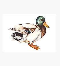 Watercolor Mallard Duck Photographic Print