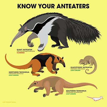 Artwork thumbnail, Know Your Anteaters by PepomintNarwhal