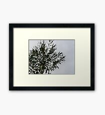 eucalyptus Framed Print