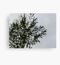 eucalyptus Canvas Print