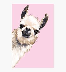 Sneaky Llama Photographic Print
