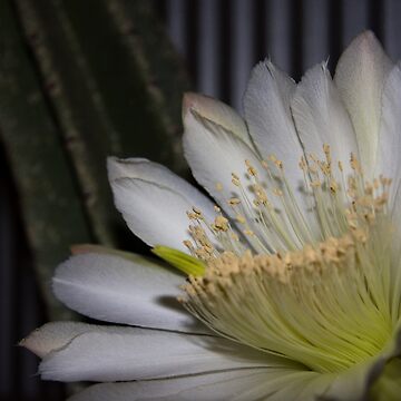 Artwork thumbnail, Cactus flower by mistered
