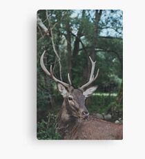 Elk Canvas Print