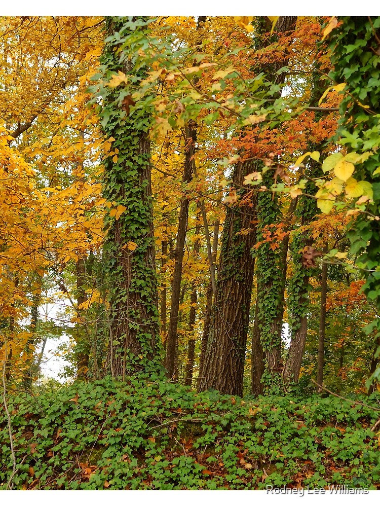 When November Comes by Rodwilliams