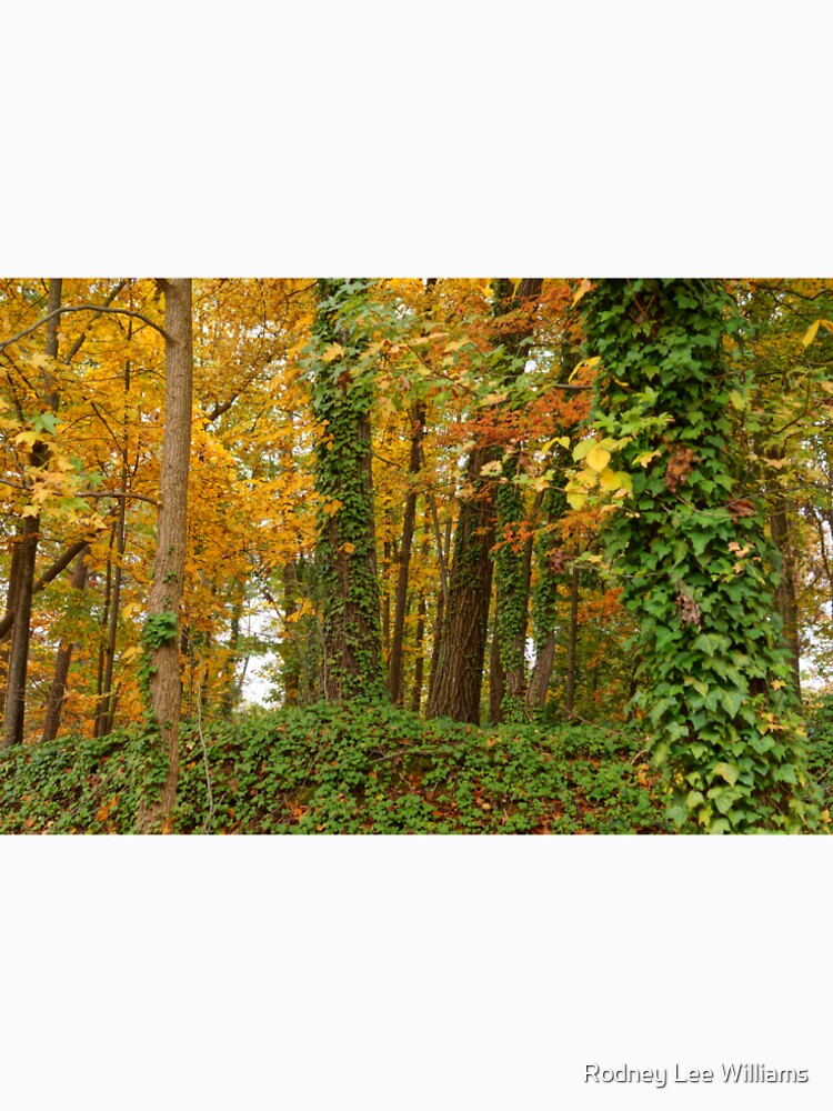 When November Comes by Rodwilliams