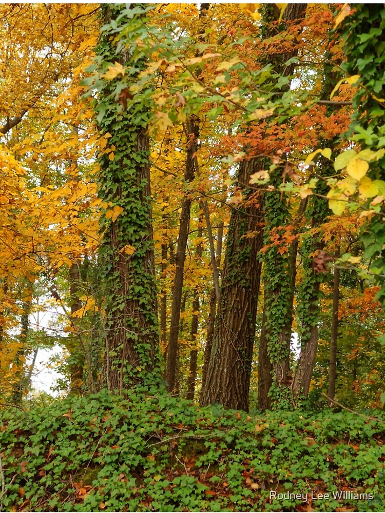 When November Comes by Rodwilliams