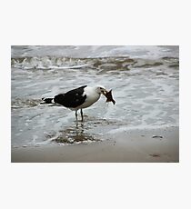 Gull With Flounder Photographic Print