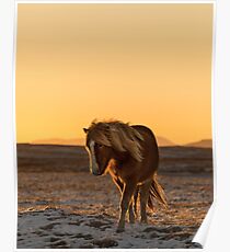 Isländisches Pferd und Sonnenuntergang in der Winterzeit Poster