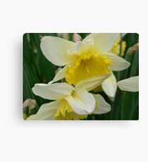 Yellow Daffodils Canvas Print