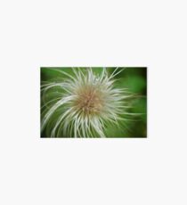 Macro Flower Art Board