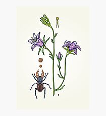 little spreading bellflower Photographic Print