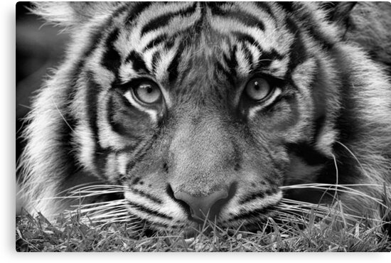 Resultado de imagen para tigre en blanco y negro