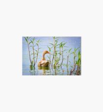 Waterfowl Art Board