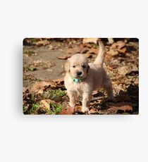 Parker Canvas Print