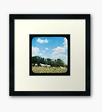 Brahman Cattle Framed Print