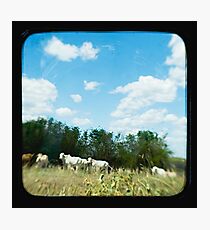 Brahman Cattle Photographic Print