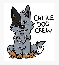 Blue Cattle Dog Crew Photographic Print