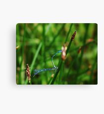 A Brief But Passionate Romance Canvas Print