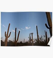 Tucson Poster