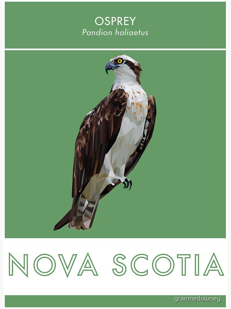 Nova Scotia - Osprey by grainnedowney