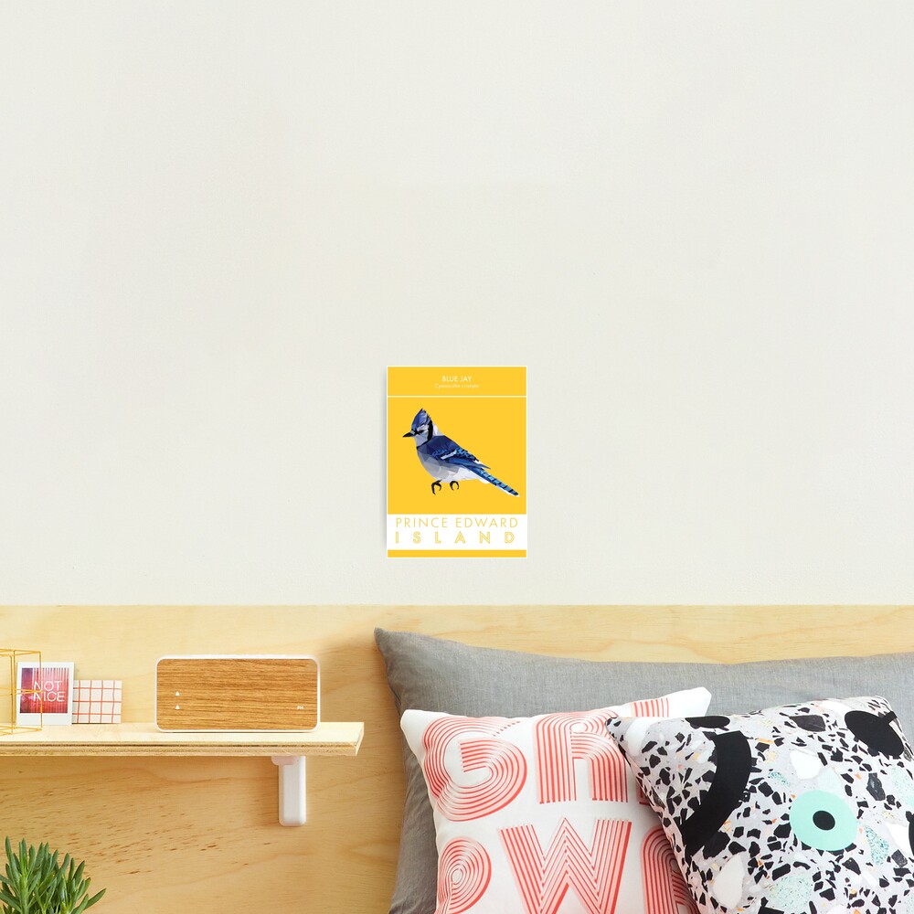 PEI - Blue Jay Photographic Print