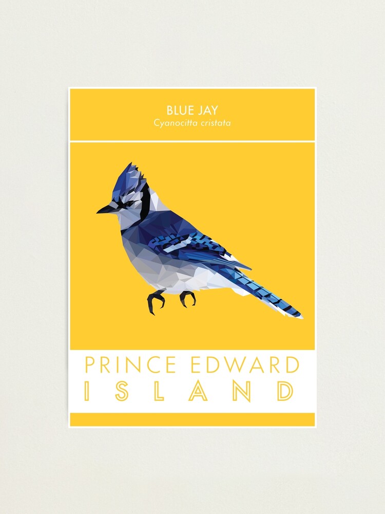 Alternate view of PEI - Blue Jay Photographic Print