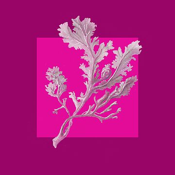 Artwork thumbnail, Botanical seaweed in magenta by LisaLeQuelenec