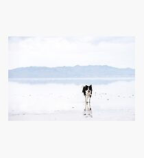 Salty Border Collie Photographic Print