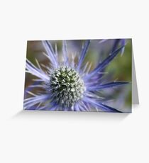 Sea Holly Greeting Card