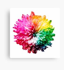 Color flower Canvas Print