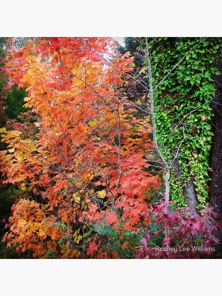 Autumn's Vibrancy by Rodwilliams