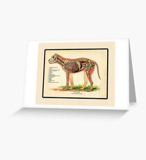 Vintage Veterinary School Dog Anatomy Chart Greeting Card