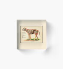 Vintage Veterinary School Dog Anatomy Chart Acrylic Block