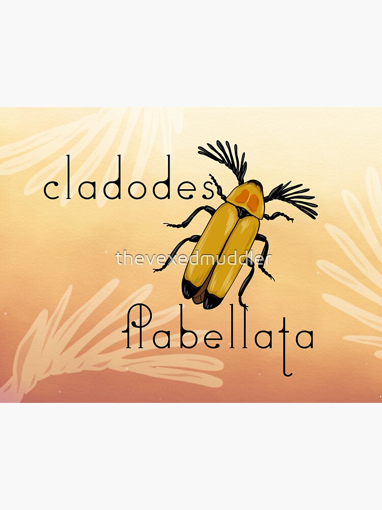 Cladodes flabellata beetle by thevexedmuddler
