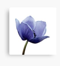 Blue Poppy Metal Print