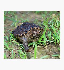 Alligator Snapping Turtle Hatchling Photographic Print