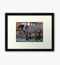 French Percheron Horses Take the Lead Framed Print