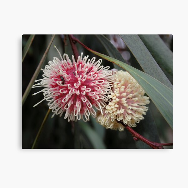 Hakea Canvas Print