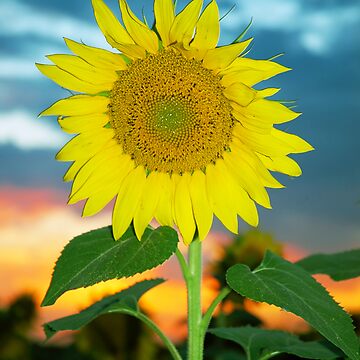 Artwork thumbnail, Sunflower at Sunset by jwwalter