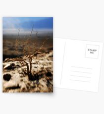 death valley vegetation Postcards