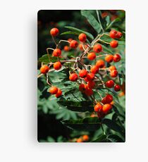a s h b e r r y Canvas Print