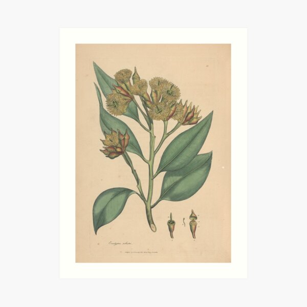 Botanical illustration: Eucalyptus robusta – State Library Victoria Art Print