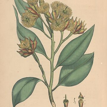 Artwork thumbnail, Botanical illustration: Eucalyptus robusta  – State Library Victoria by StateLibraryVic