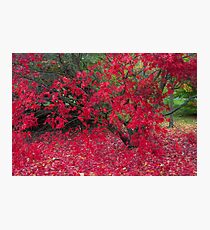 Red Fall Photographic Print