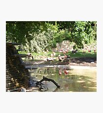 Captivity Photographic Print