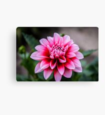 Dahlia Canvas Print