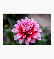 Dahlia Photographic Print