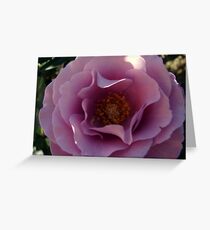 Lavender Rose Greeting Card