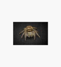 Jumping Spider Macro Art Board