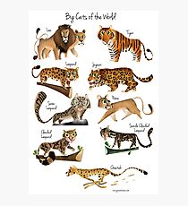 Big cats of the World Photographic Print